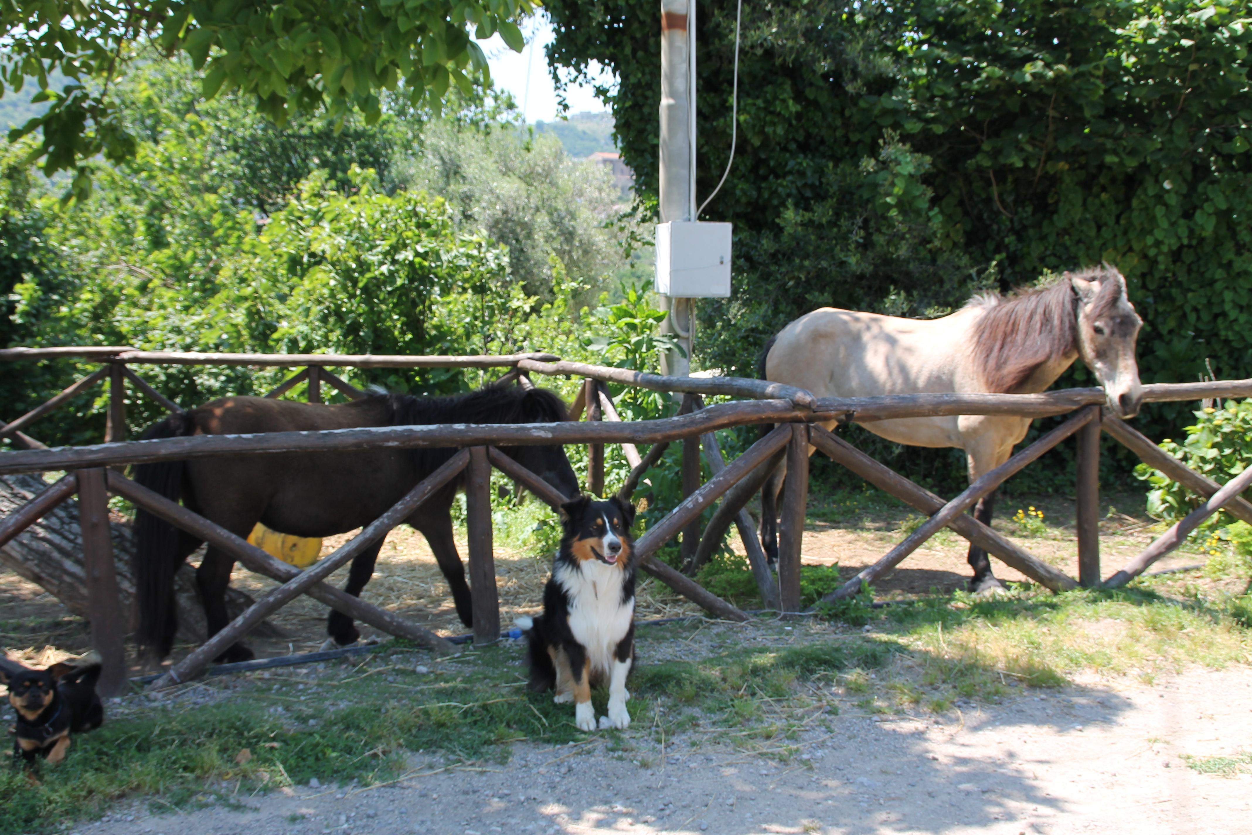 Agriturismo Piccolo Paradiso Piano di Sorrento Bagian luar foto